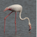 flamingo-75-x-75 flamingo-75-x-75
